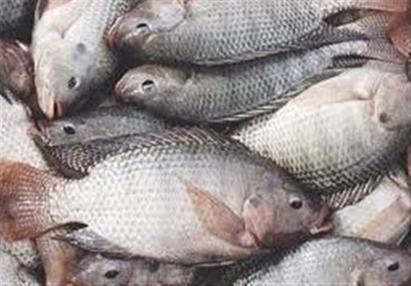 پافشاری سازمان شیلات برای پرورش گونه جدید ماهی تیلاپیا!/منتقدان: ورود تیلاپیا به مخازن سدهای آب شرب، بحران‌زاست