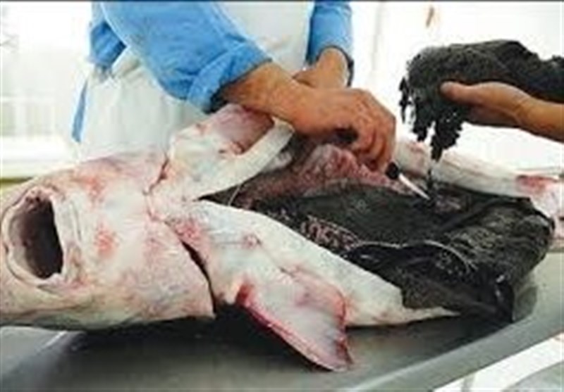 مجوز تولید 10 هزار تن ماهی خاویاری صادر شد