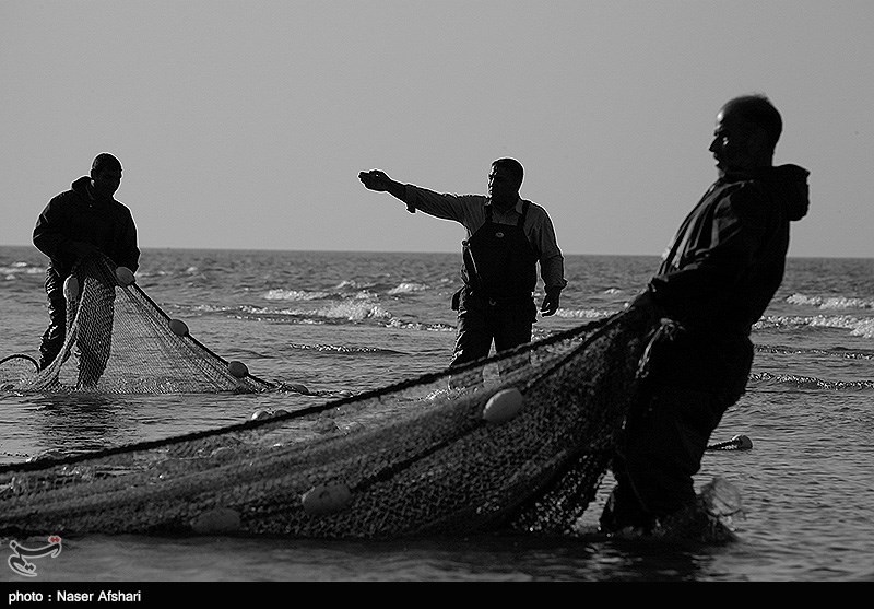 سهم استان گلستان از صید ماهی در دریای خزر 5 درصد است
