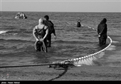 آغاز صید ماهیان استخوانی در دریای خزر+ تصویر