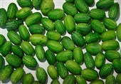 هندوانه های ایرانی مانده در ترکیه امحا شد