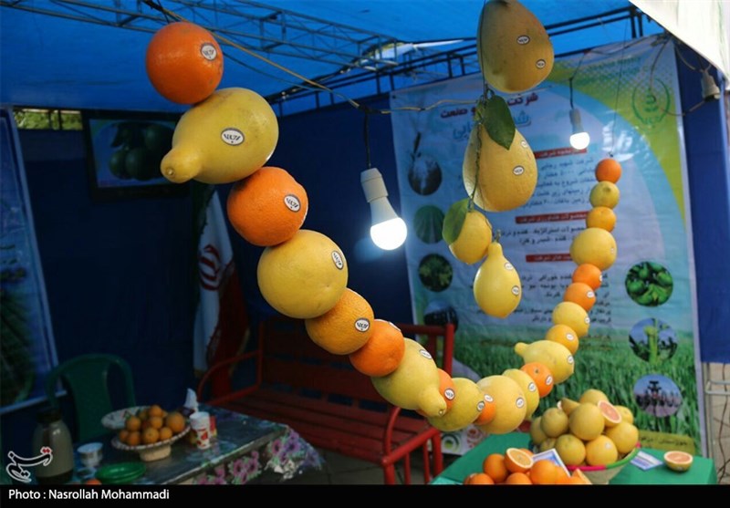 خوزستان| جشنوار برداشت مرکبات در دزفول به روایت تصویر