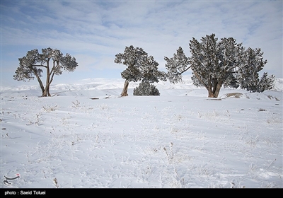 بارش برف در روستای لوجلی شیروان‌