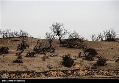 شن‏زارهای جنوب غرب خوزستان هزاران سال است که وجود دارند در‏حالی‏ که ریزگردها از دو سه دهه پیش همزمان با نابودی تالاب ‏های وسیع میان‏رودان پدیدار شدند. 