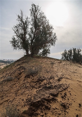 ریزگردهای خوزستان منشاء تالابی دارد و بسیار دانه ‏ریز است در‏حالی‏ که تپه‏ های ماسه‏ ای درشت‏دانه هستند و همیشه هم بودند و قابلیت ایجاد غبار در هوا را ندارند