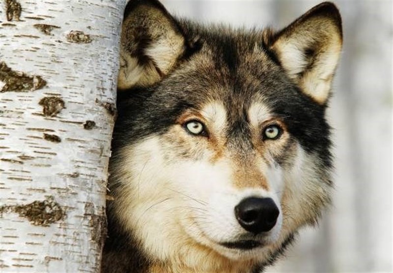 محیط زیست به موضوع حمله گرگ‌ها به روستاهای گناباد ورود کرد