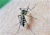 Recent Study Increases Hopes for Eradication of Malaria