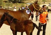 جشنواره اسب‌های 8 شهرستان جنوب کشور در لارستان برگزار می‌شود