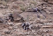 شکار 7 مزدور عربستان به دست تک‌تیراندازان یمنی