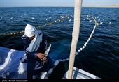 افزایش 44 درصدی صید ماهی استخوانی در دریای مازندران