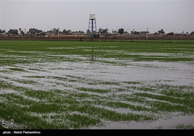 آبگرفتگی و خسارت سنگین به روستاهای استان خوزستان در پی بارش باران