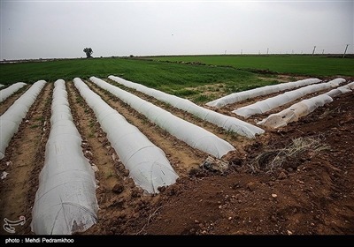 آبگرفتگی و خسارت سنگین به روستاهای استان خوزستان در پی بارش باران