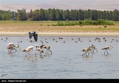 5 سایت از 22 سایت کنوانسیون بین المللی رامسر ایران شامل تالاب دریاچه ارومیه ،تالاب قوپی بابا علی و تالاب های یادگارلو،درگه سنگی و شور گول در آذربایجان غربی واقع شده اند.