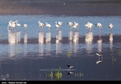 تالاب‌های آذربایجان غربی میزبان 150 پرنده مهاجر