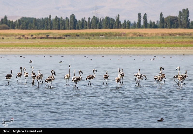 پارک ملی دریاچه ارومیه کم نظیرترین زیستگاه حیات وحش در جهان+تصاویر