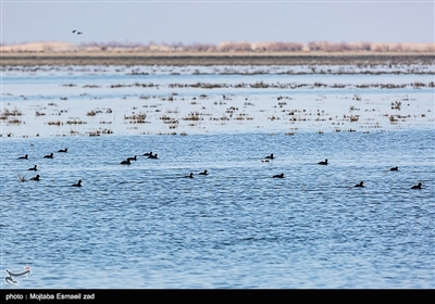 5 سایت از 22 سایت کنوانسیون بین المللی رامسر ایران شامل تالاب دریاچه ارومیه ،تالاب قوپی بابا علی و تالاب های یادگارلو،درگه سنگی و شور گول در آذربایجان غربی واقع شده اند.