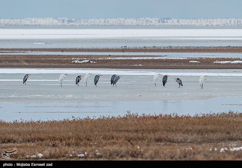 Dargah Sangi International Wetland in Iran&apos;s West Azarbaijan