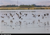 بهشت پرندگان ایران کجاست؟ + تصاویر