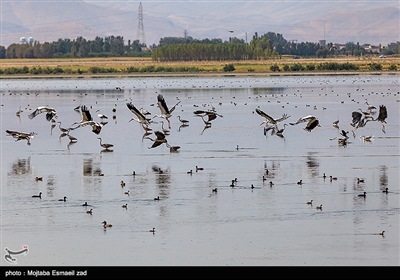 تالاب کانی برازان در جنوب استان،نخستین سایت پرنده نگری کشور بوده و جز مناطق محافظت شده و شکار ممنوع است.