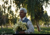 خوزستان| برداشت گل نرگس بهبهان از دریچه لنز دوربین