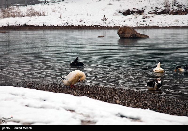 هشیلان که به دلیل مأوا دادن به پرنده های مهاجر جزء مناطق حفاظت شده در نظر گرفته شده است، تنها تالاب استان کرمانشاه است که به عنوان یک اکوسیستم آبی همواره مورد توجه علاقه مندان به طبیعت گردی بوده است.