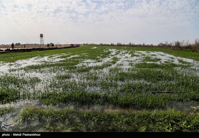 سیلاب بالغ بر 500 میلیارد تومان به اراضی زراعی و باغی مازندران خسارت وارد کرد