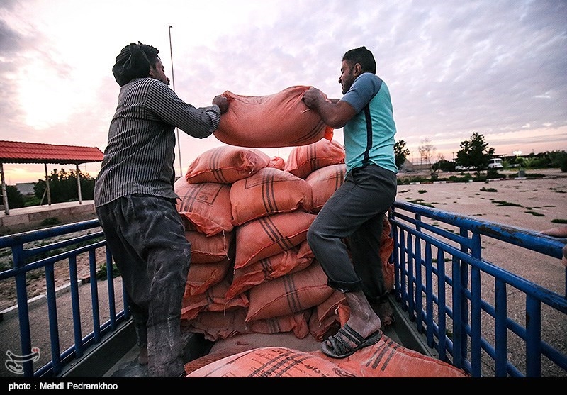 500 تن جو برای تأمین خوراک دام عشایر استان سمنان توزیع می‌شود