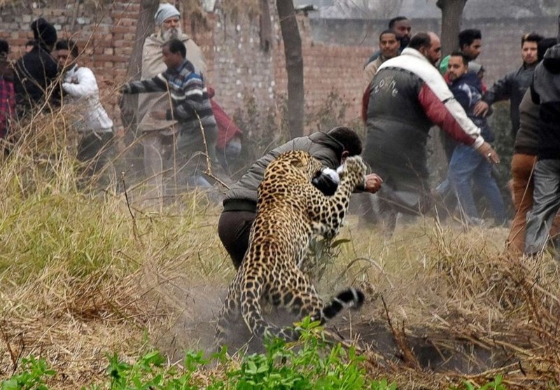Leopard Jump on Four People in Forensic Attack in India’s Jalandhar (+Video)