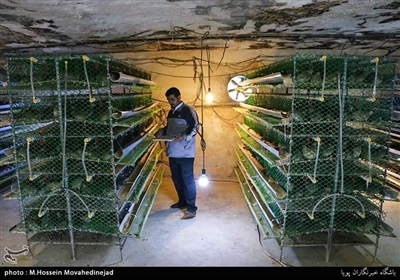  مسعود سبزآبادی با سرمایه اولیه 8 میلیون تومانی هم اکنون روزانه 2800 تخم مرغ به بازار عرضه می کند 
