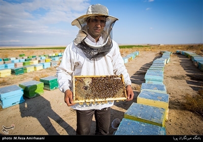  حسین فرهادی از سال 72 کار زنبورداری را با یک کندو آغاز و اکنون حدود یک هزار کندو دارد 