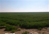 طرح 550 هزار هکتاری خوزستان تولیدات کشاورزی را 8 میلیون تن افزایش می‌دهد