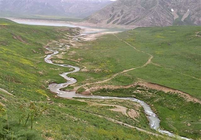 دشت پلنگ دشتی به فرش سبز استان بوشهر تبدیل می‌شود