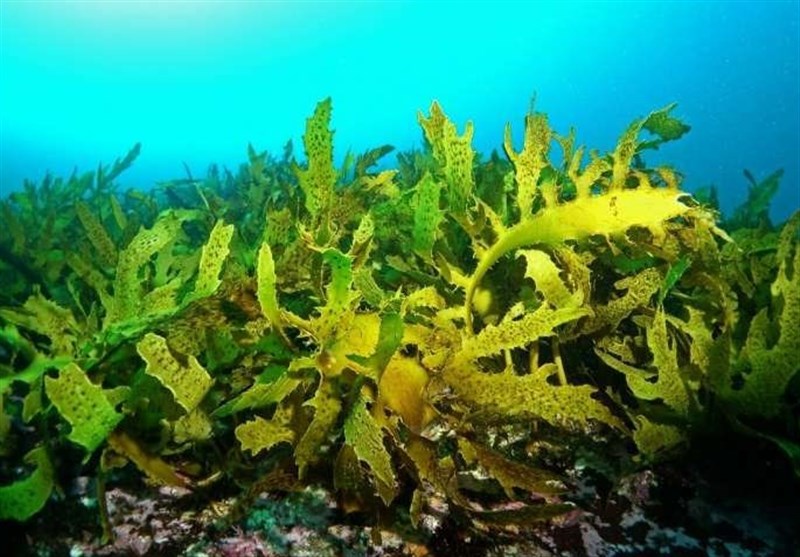 Climate Change Could Lead to Declines of Underwater Kelp Forests: Study