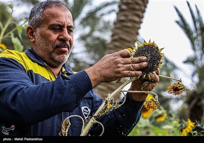  امسال با وجود بارش خوب باران در خوزستان مزارع اطراف شهر اهواز مکان مناسبی برای کشت این گیاه می باشد