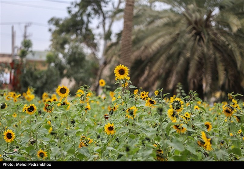 زیبایی مزارع گل آفتابگردان اهواز از لنز دوربین تسنیم