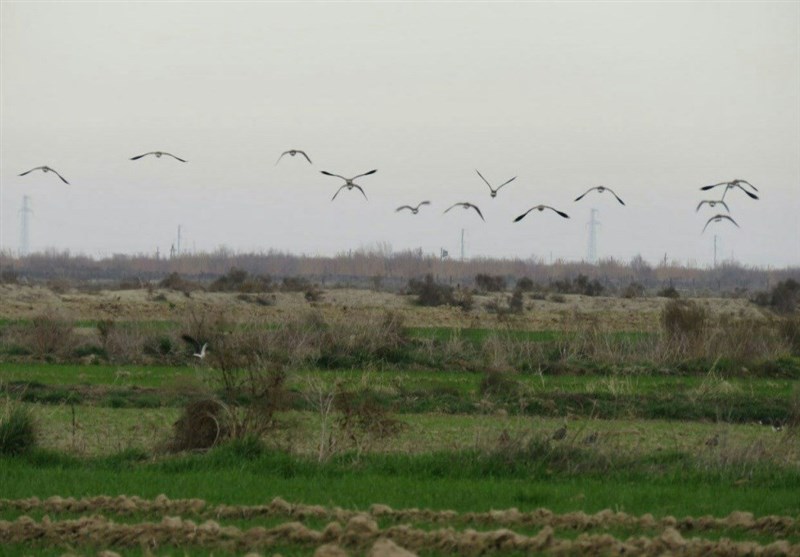خراسان‌رضوی| بیش از 3000 پرنده آبزی و کنار آبزی در زیستگاه‌های درگز وجود دارد