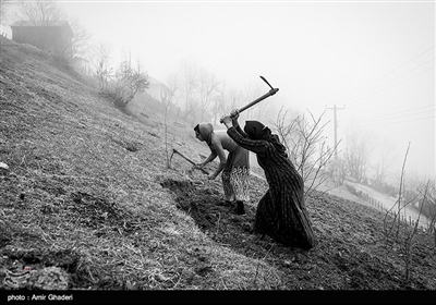 زنان روستا در حال آماده کردن زمین کشاورزی برای کاشت سیر