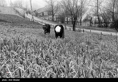 ساده بودن زندگی در روستای شامیلرزان از توابع بخش خطبه سرای تالش در گیلان 