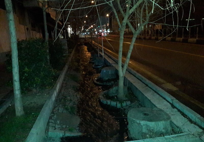 واکنش شهرداری تهران به انتشار ویدئوی قطع درختان خیابان ولیعصر