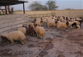 مردم کهگیلویهوبویراحمد با کمبود گوشت قرمز و گرانی مرغ روبهرو است