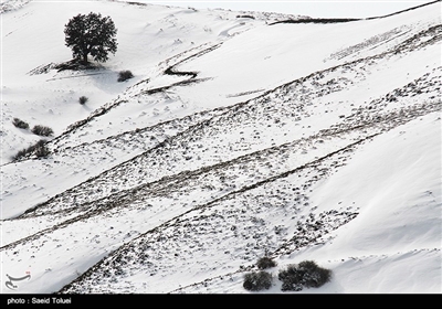خراسان شمالی میں برف باری کے مناظر