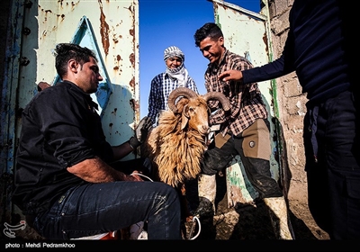 عملیات واکسیناسیون دام سنگین جهت پیگیری بیماری تب برفکی در روستای سید حسن شهر الهایی