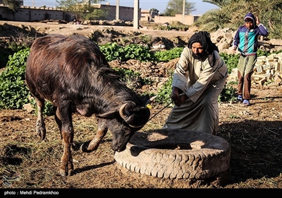 عملیات واکسیناسیون دام سنگین جهت پیگیری بیماری تب برفکی در روستای سید حسن الهایی