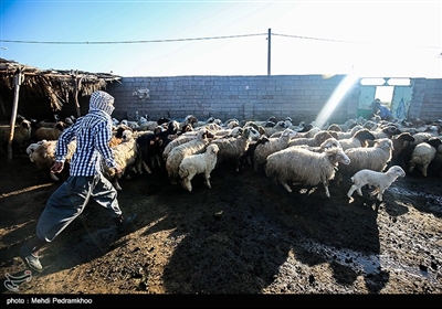 عملیات واکسیناسیون دام سنگین جهت پیگیری بیماری تب برفکی در روستای سید حسن شهر الهایی