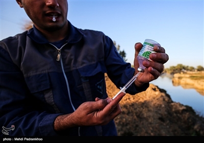 عملیات واکسیناسیون دام سنگین جهت پیگیری بیماری تب برفکی در روستای سید حسن شهر الهایی