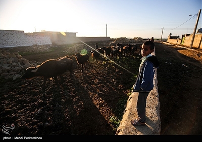 عملیات واکسیناسیون دام سنگین جهت پیگیری بیماری تب برفکی در روستای سید حسن شهر الهایی