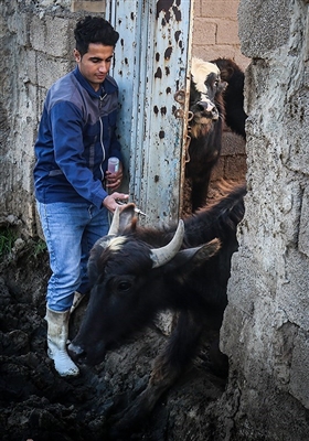 عملیات واکسیناسیون دام سنگین جهت پیگیری بیماری تب برفکی در روستای سید حسن شهر الهایی