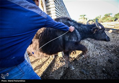 دامپزشكي،كاشان،گوشت،سبك،شهرستان،مصرف،برفكي