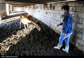 مهار بیماری تب برفکی در کشت و صنعت مغان