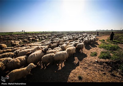 كشور،بيماري،دام،واردات،زنده،پاكستان،تب،برفكي،انتقال،گوشت،اير ...